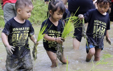 Menanam Padi